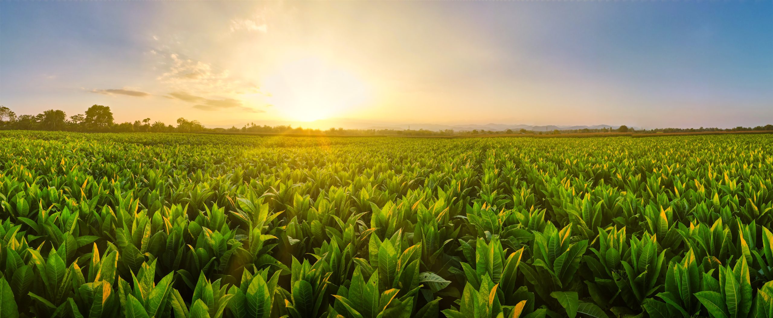 inter continental leaf tobacco company inc Tobacco Plant, United Arab Emirates